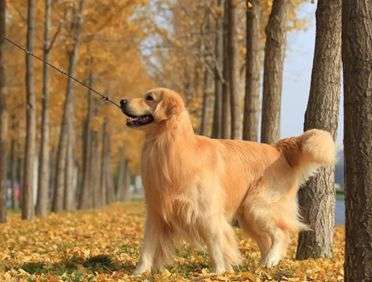 了解導(dǎo)致狗狗大便帶血的常見(jiàn)原因。